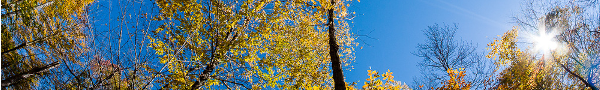 Panorama d'entête représentant des arbres fleuris en contre-plongée.