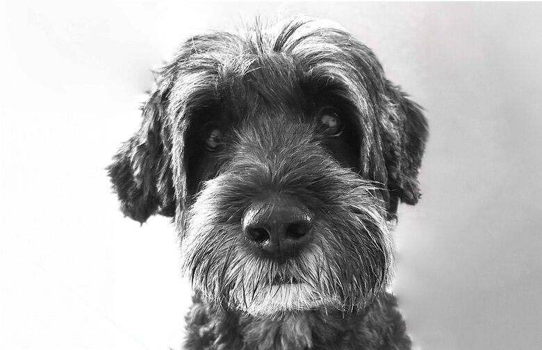 Chiens