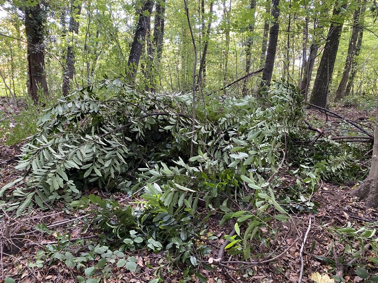 Plantes exotiques