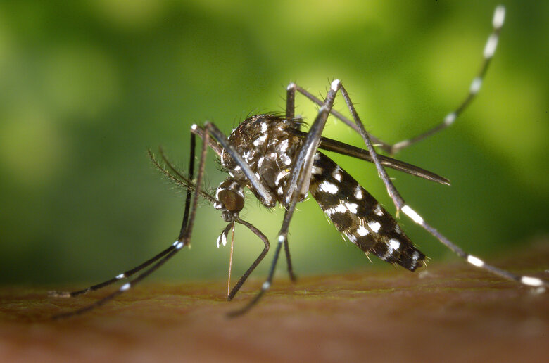 Animaux exotiques envahissants